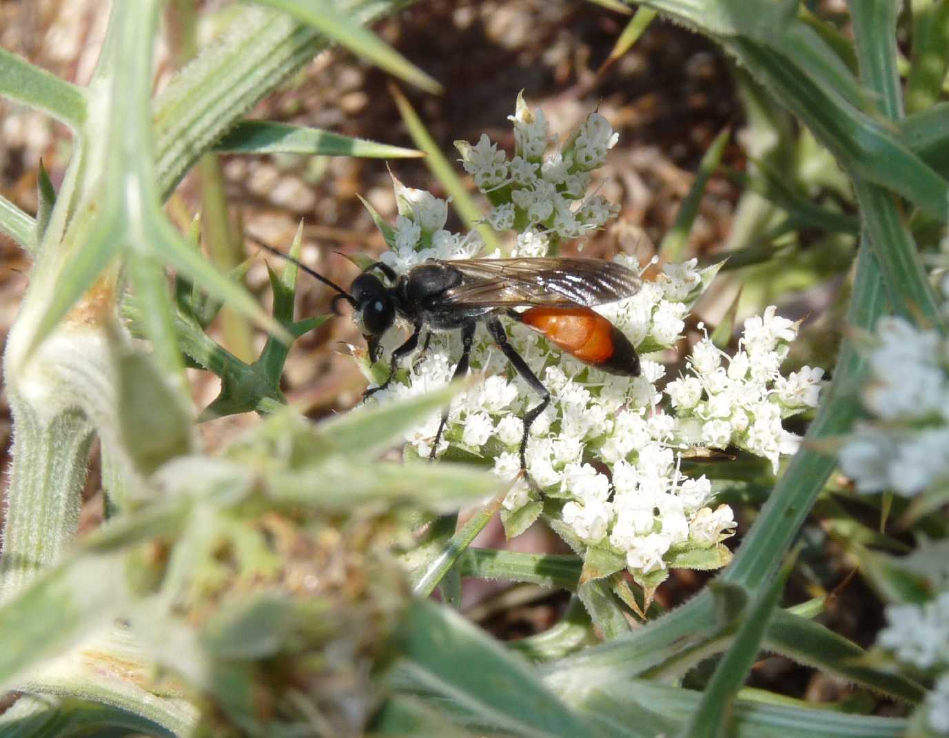 Sphex funerarius?
